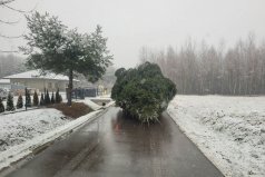 Losowe zdjęcie pochodzące z galerii wydarzenia: dekoracje świąteczne 
